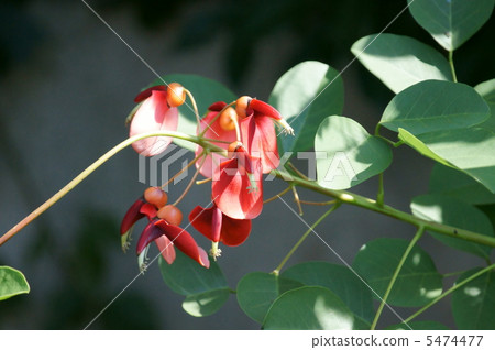 美國女士的日本名字是Haikai Bean（Kaikuzu） 5474477