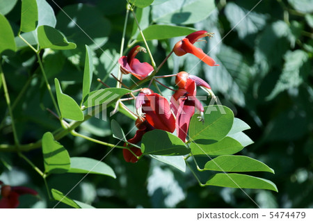 美國女士的日本名字是Haikai Bean（Kaikuzu） 5474479