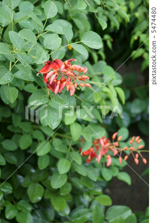 美國女士的日本名字是Haikai Bean（Kaikuzu） 5474480