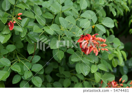 美國女士的日本名字是Haikai Bean（Kaikuzu） 5474481