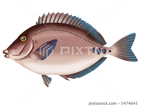 Red snapper Red snapper 5474645