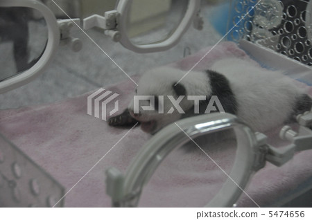 小熊貓（1個月大） 5474656