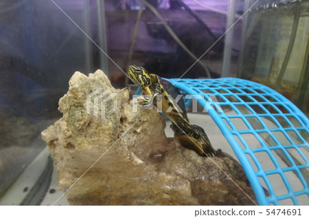 一隻烏龜 5474691