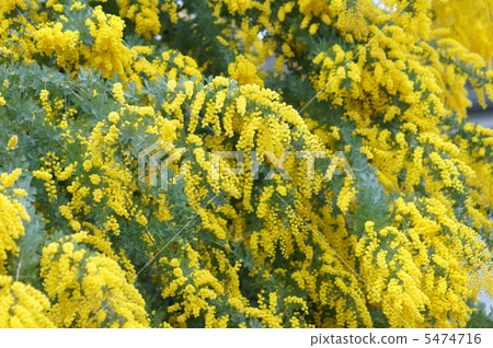 它就像銀葉金合歡又名含羞草金合歡含羞草沙拉··· 5474716