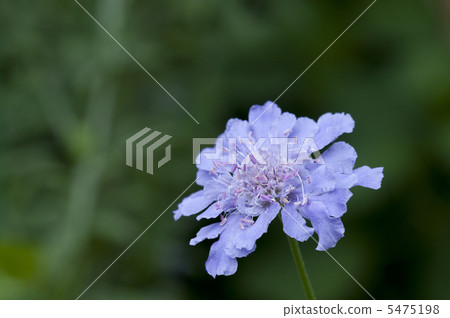 紫色scubaosa 5475198