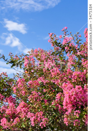 Floral scarlet and blue sky 5475384