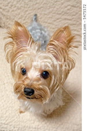 Yorkshire Terrier 5475572