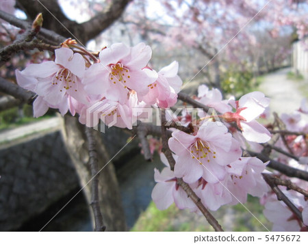 Cherry blossoms on the way of philosophy 5475672