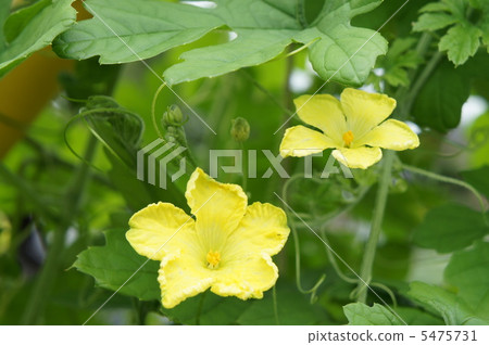 Botanical flowers 5475731