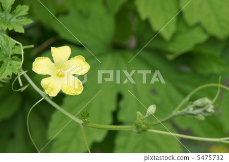 植物花 植物花 5475732