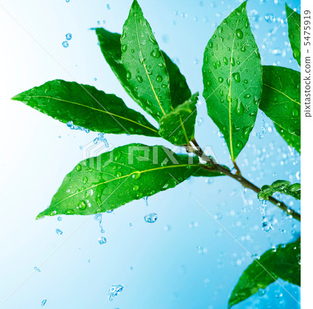 Beautiful Fresh Leaves with Water drops Beautiful Fresh Leaves with Water drops 5475919