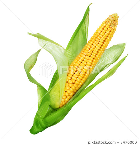 Corn Isolated On White 5476000