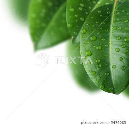 Fresh Leaves 5476085