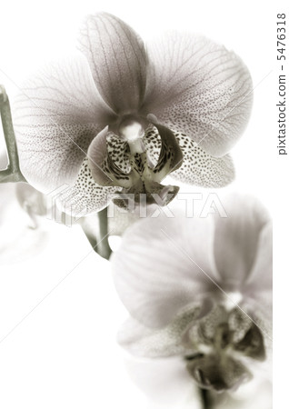 Orchid Black And White 5476318