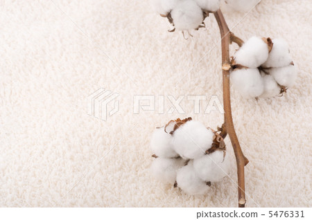 Cotton Plant On A Fluffy Towel 5476331
