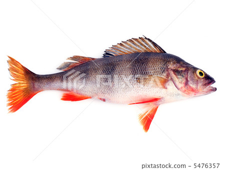 Perch 5476357