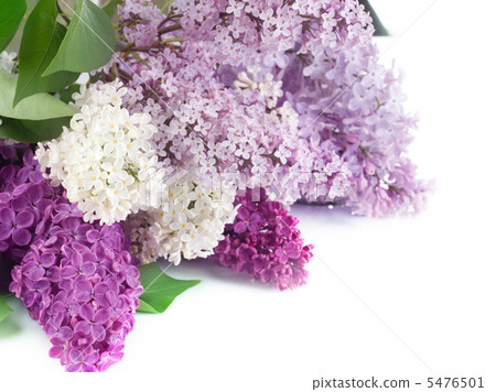 Beautiful Lilac Flowers Border 5476501