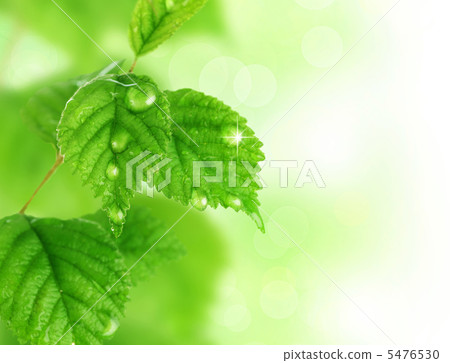 Spring Leaves 5476530