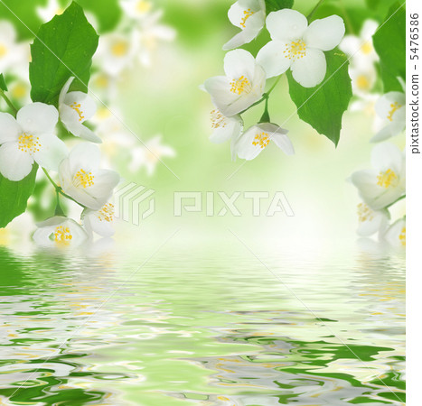 Beautiful Fresh Jasmine Beautiful Fresh Jasmine 5476586