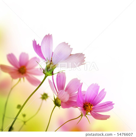 Beautiful Floral Border. Flower design Beautiful Floral Border. Flower design 5476607