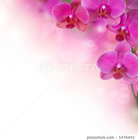 Orchid Flowers 5476842