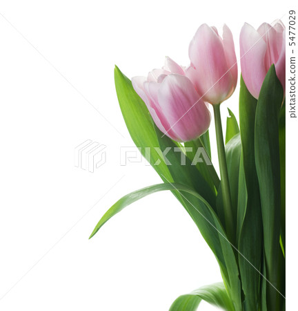 Beautiful Tulips Over White 5477029