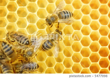 Worker Bees On Honeycomb 5477098