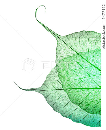 Beautiful Green Leaves Border Over White Beautiful Green Leaves Border Over White 5477122