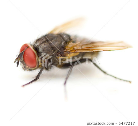 Supermacro Of A House Fly Isolated 5477217