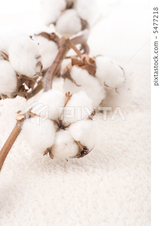 Cotton Plant On A Fluffy Towel 5477218