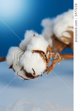 Cotton Closeup 5477219