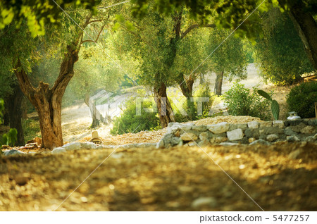 Olive Trees 5477257