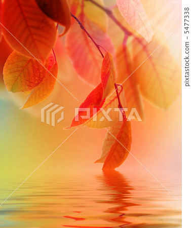 Autumn Scene Autumn Scene 5477338