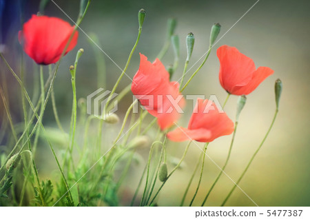 Poppies. Shallow DOF 5477387