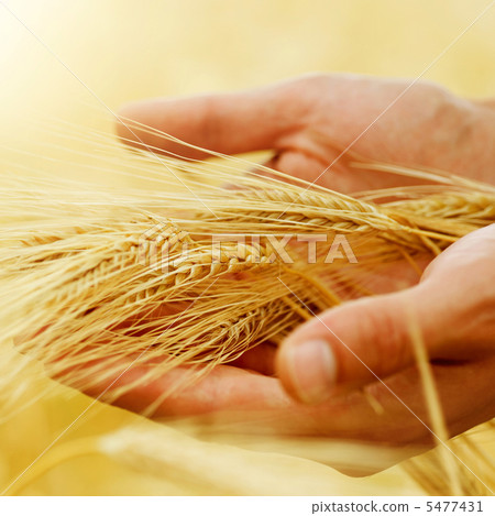 Wheat. Harvest Concept Wheat. Harvest Concept 5477431
