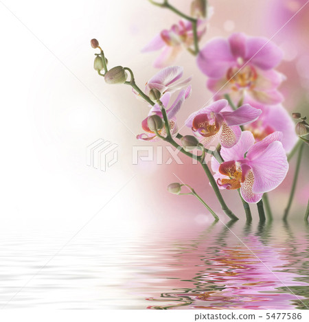 Beautiful Orchids In Water Beautiful Orchids In Water 5477586