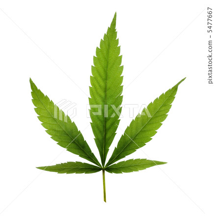 Cannabis 5477667