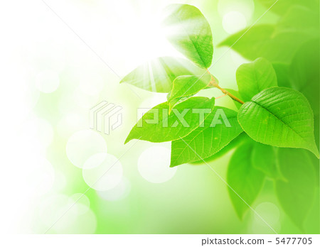 Spring Green Leaves Border Spring Green Leaves Border 5477705