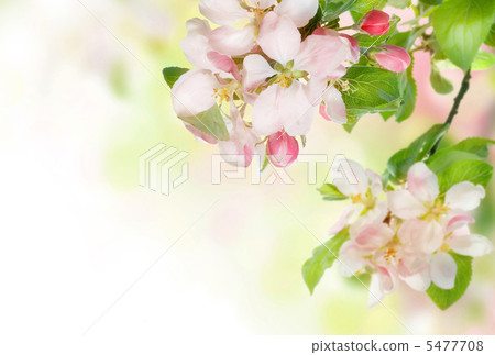 Spring Blossom Border Spring Blossom Border 5477708