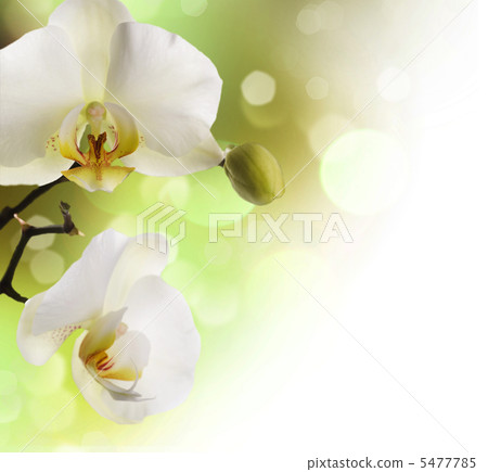 Orchids Border 5477785