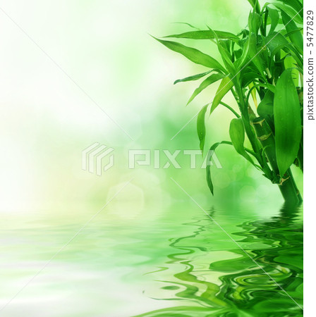 Beautiful Fresh Bamboo Beautiful Fresh Bamboo 5477829