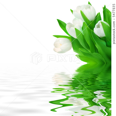 Fresh White Tulips Fresh White Tulips 5477835