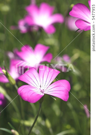 Mugi senneum 5477955