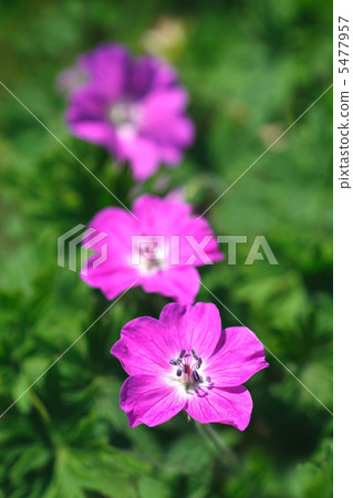 Akebono Furo Akebono Furo 5477957