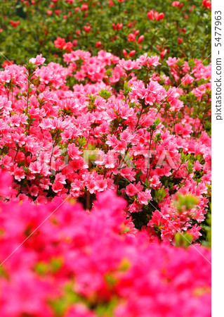 Kurume azalea 5477963