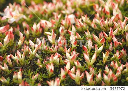 Bud of Kurume Azalea 5477972