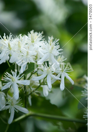 Sennin grass grows like a beard of a hermit. 5478003