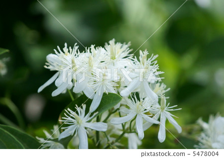 Sennin grass grows like a beard of a hermit. 5478004