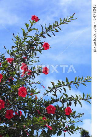 熱帶國家木槿的圖像 5478043