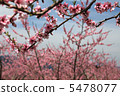 在Fuefuki市4的桃花 5478077